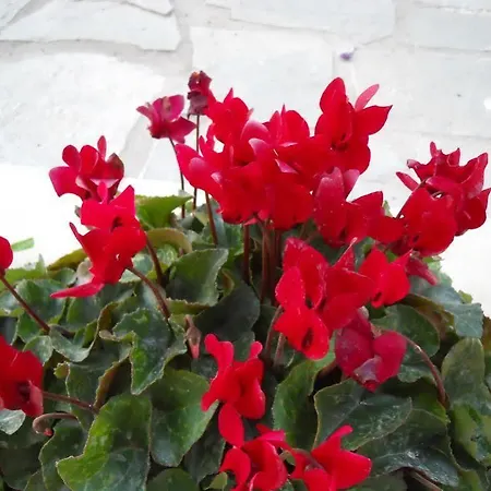 Poulades Gouvia